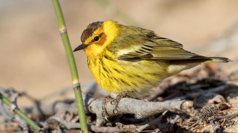 A Cape May Warbler in the spring sunshine. Photo by Ian Davies/Macaulay Library, ML103493651