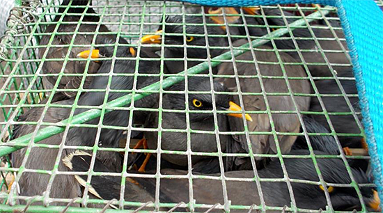 Mynas for sale in India.