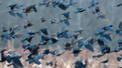 Rusty Blackbird flock