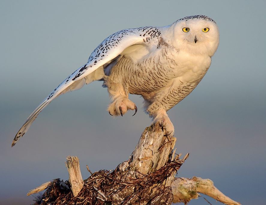 Snowy Owl by Gerrit Vyn