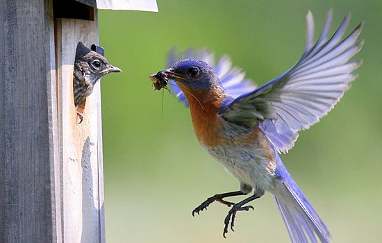 eastern bluebird feeding a nestling