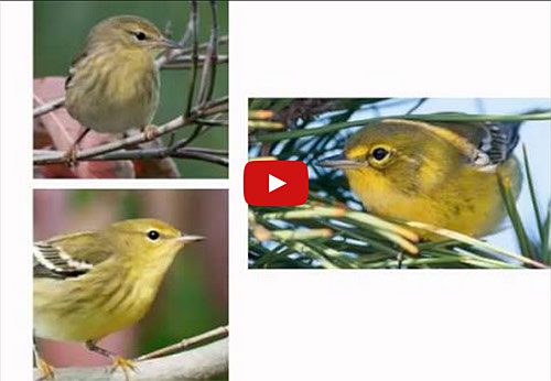 Warbler Identification Chart