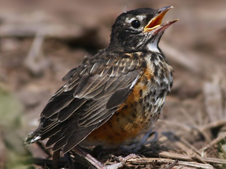 baby American Robin on the ground