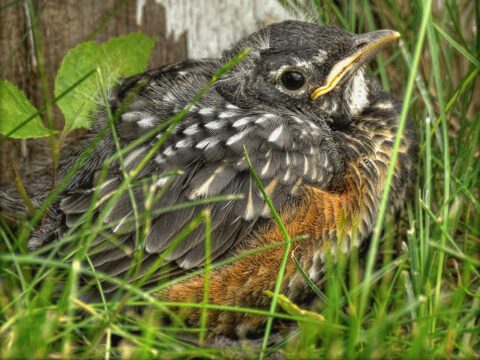 Young bird sits in the grass