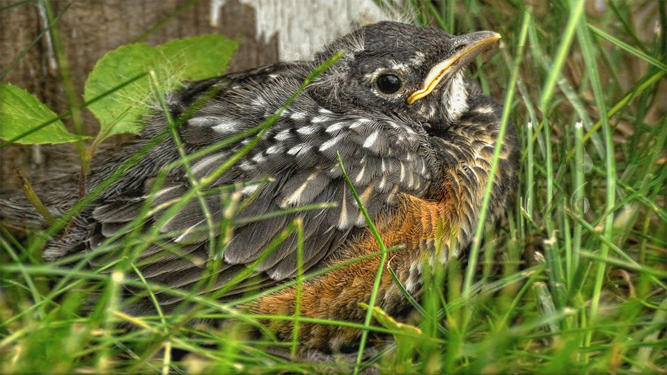 Portrait de Famille - Babybird