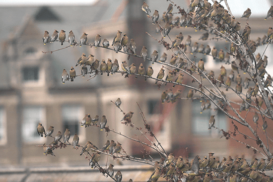 Cedar Waxwings