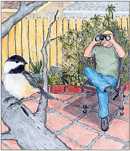 illustration by Jeff Sipple. catbird Seat, A Watcher of Chickadees