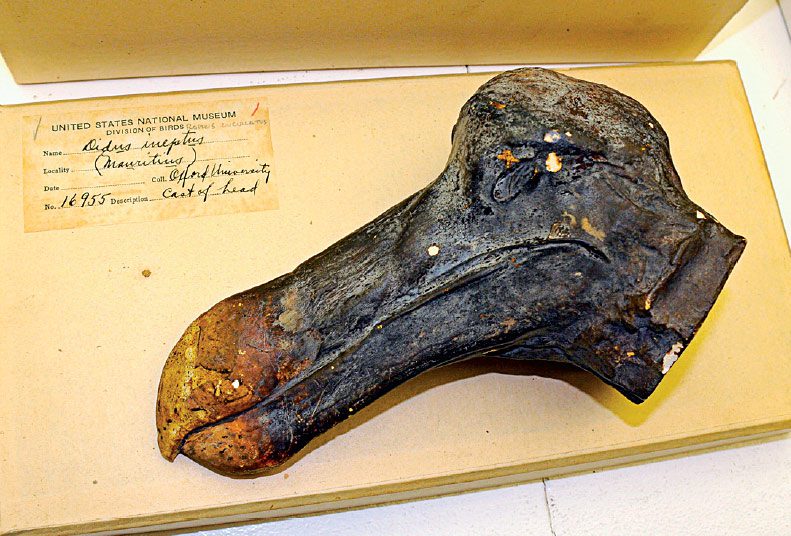 The Smithsonian Institution’s cast of the Dodo head in the Oxford University collection. Photo by Tim Gallagher.