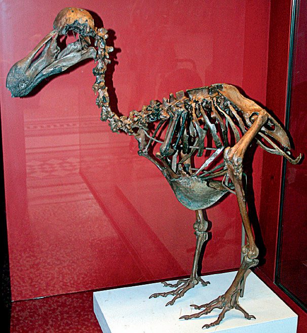 The Dodo skeleton at the Natural History Museum in London is a composite assembled from the bones of several Dodos. Photo by Heinz-Joseph Lücking/Wikimedia Commons