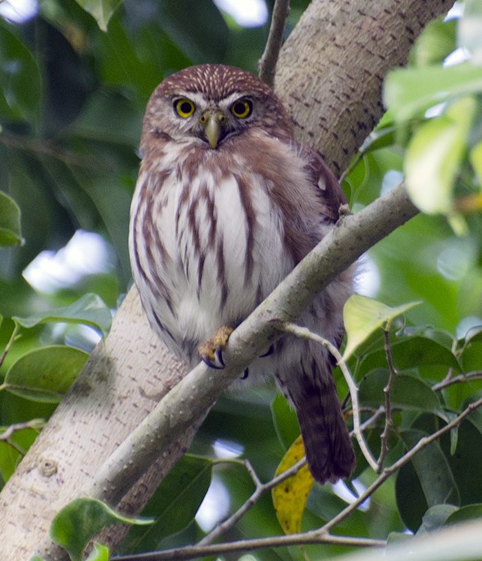 Ferruginous Pygmy-Owl by Ty Ficker