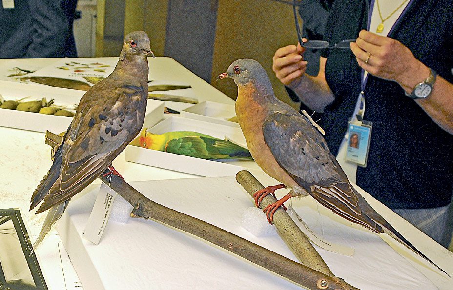 Passenger Pigeons by Tim Gallagher