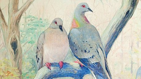 Passenger Pigeon illustration by Fuertes