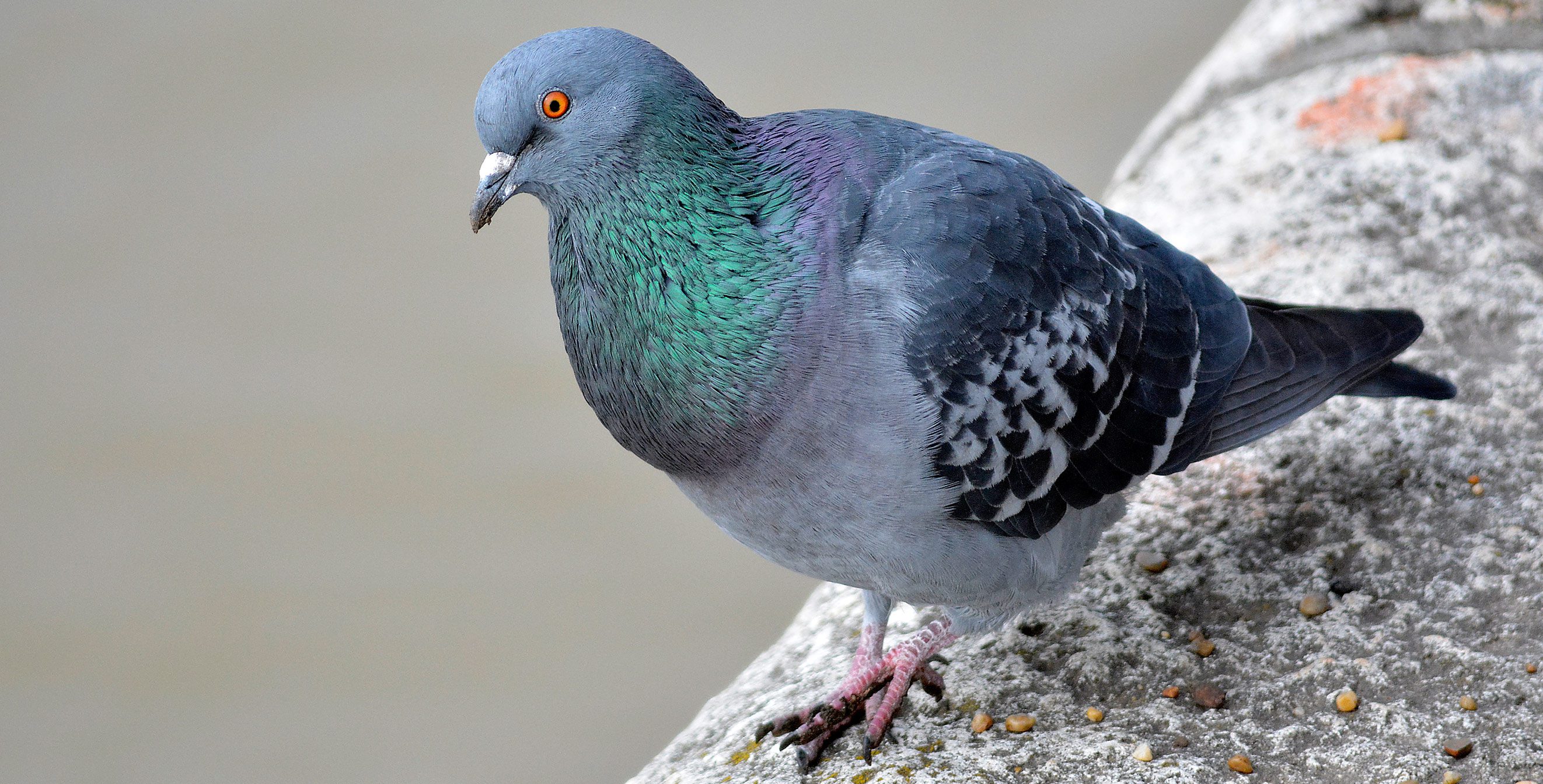 Rock Pigeon  Celebrate Urban Birds