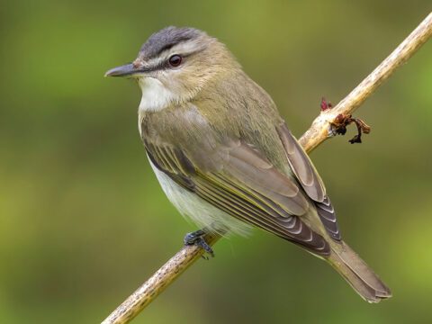 brist with a green/brown back, pale underside, striped head and red eye, perched on a branch.