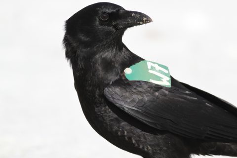 American Crow by Kevin McGowan