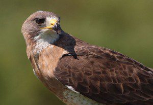 Swainson's Hawk