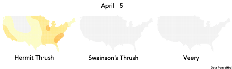 Animated map of thrush migration