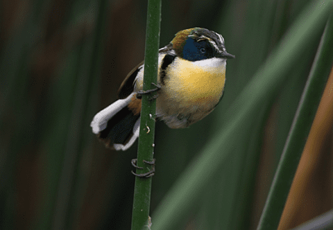 World Birding Rally Peru
