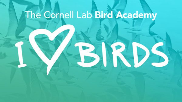 Bird Academy