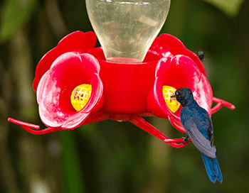 Royal Sunangel hummingbird in Peru