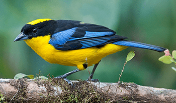 Blue-winged_Mountain_Tanager350