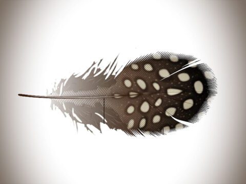 Brown feather with white spots