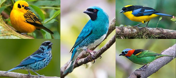 tanager photos colorful birds