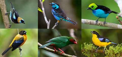 beautiful colorful photos of tropical tanager songbirds
