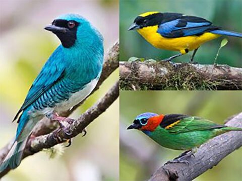tanager photos colorful birds