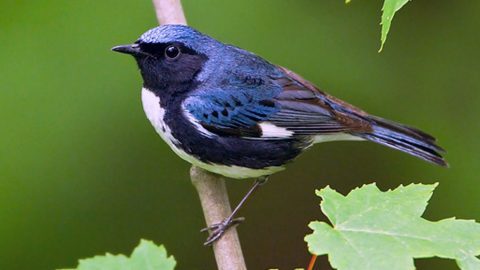 Black-throated Blue Warbler by Glenn Bartley