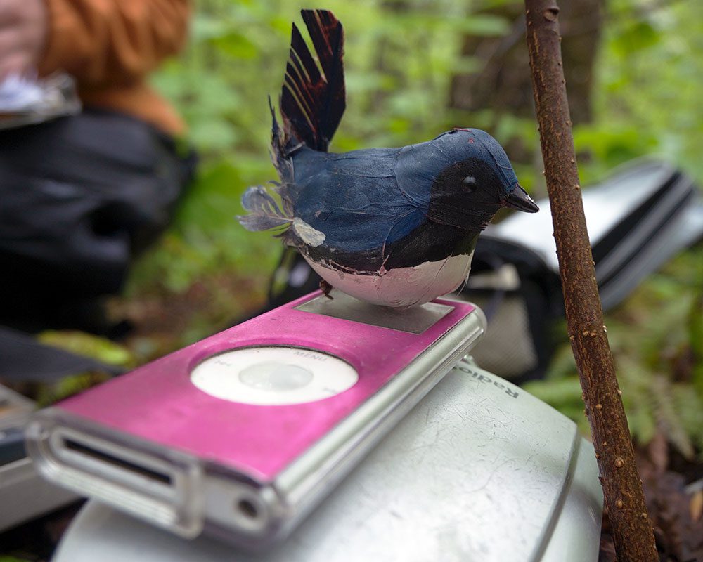 Kaiser used playback of male Black-throated Blue Warbler songs, along with a "dummy" male warbler, to observe how males responded to threats on their territory. Photo by Gustave Axelson.