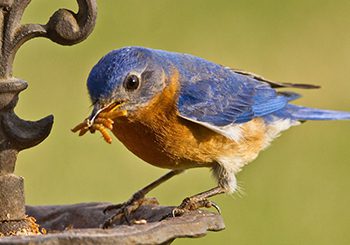 Insectivores like this Eastern Bluebird always welcome a mealworm snack.