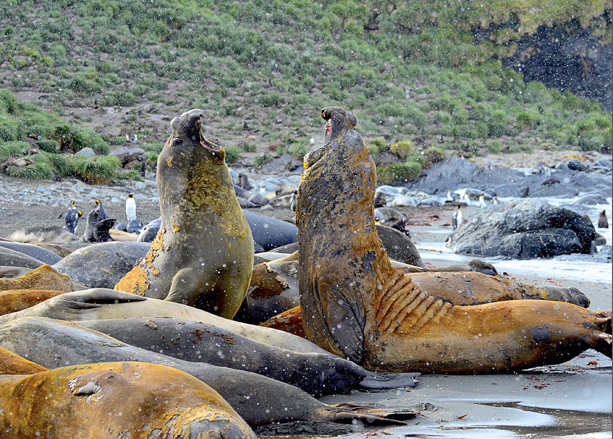 elephant Seals. Photo by Tim Gallagher