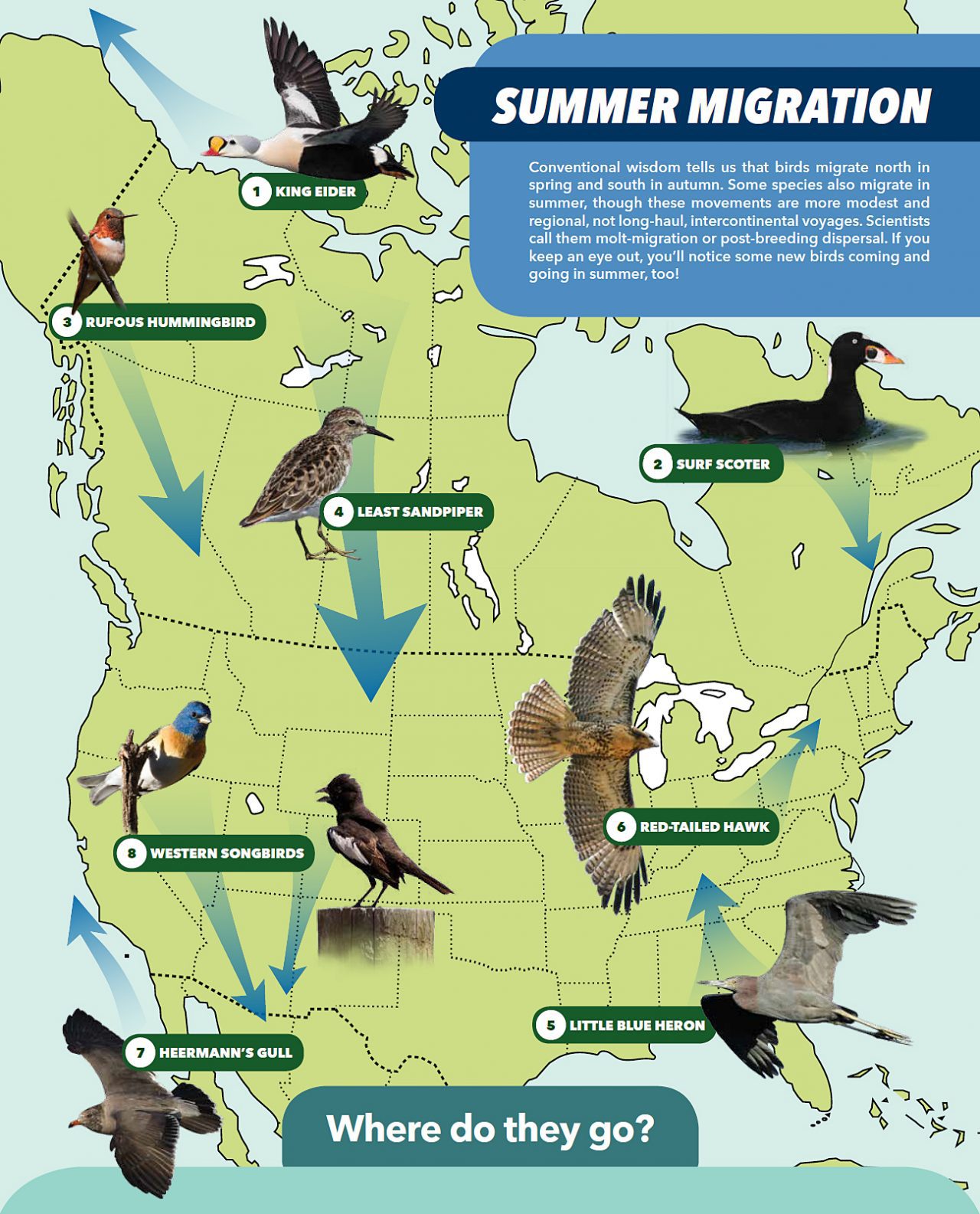 These 8 Unexpected Migration Routes Give You Reason to Go Birding in Summer  | All About Birds All About Birds