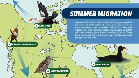 cropped version of map showing unusual bird migration routes
