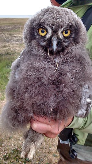 Biologist Denver Holt holds Snowy Owl chick number 788. Photo by Pat Leonard.