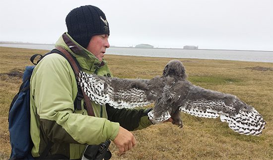 Denver Holt examines the spread wings of owlet 788. Markings on the fourth secondary feather, a little farther than halfway along the trailing edge of the wing, can be used to sex young Snowy Owls. Photo by Cindy Shake.