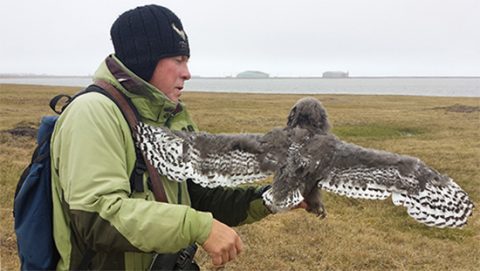 Researcher Denver Holt holding a Snowy owl chick