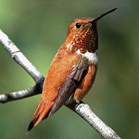 Rufous Hummingbird by Chris Wood.