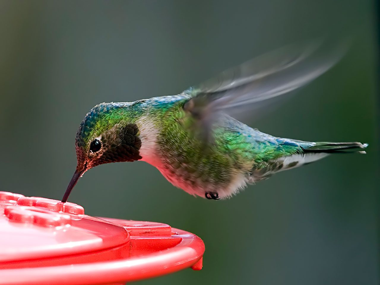 Ruby-throated Hummingbird by Kevin Click via Birdshare.