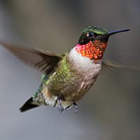 Ruby-throated Hummingbird by Laura Erickson.