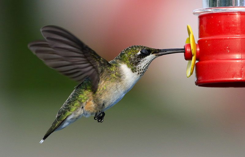 Ruby-throated Hummingbird by Joey Herron/Macaulay Library