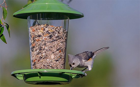 Titmice, like this Tufted Titmouse found in eastern states, often frequent feeders with mixed seed. Photo by Cindy Bryant via Birdshare.