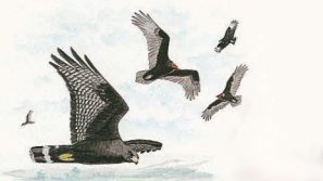Zone-tailed Hawk, naturalist