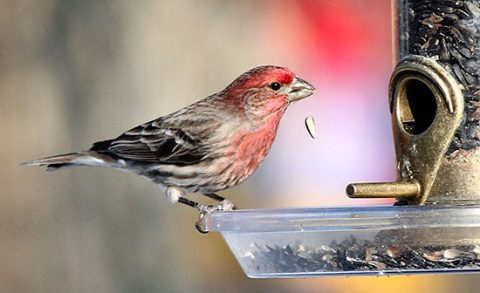 Male House Finch at feeder