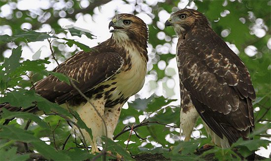 young of the year from red-tailed hawk cornell cam nest in 2013