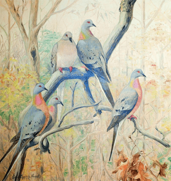 Passenger Pigeons painting y Louis Agassiz Fuertes.