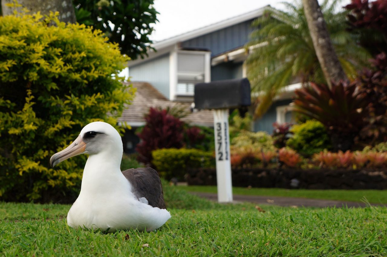 laysan albatross in residential area on kauai hawaii