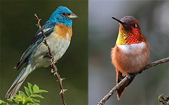 For many birds, migration routes differ in the spring and fall.