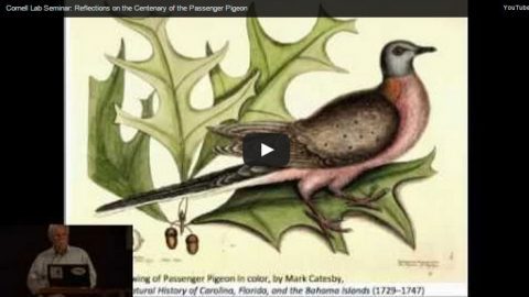 The Passenger Pigeon represents the most famous human-caused extinction in history. In this fascinating seminar, Cornell Lab director John Fitzpatrick reviews the remarkable biology and tragic disappearance of this species.